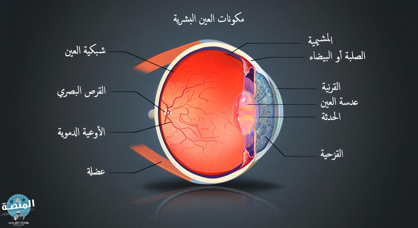 مكونات العين البشرية