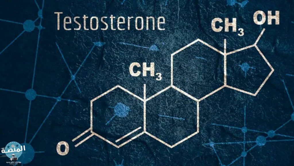 هرمون التستوستيرون اين يوجد