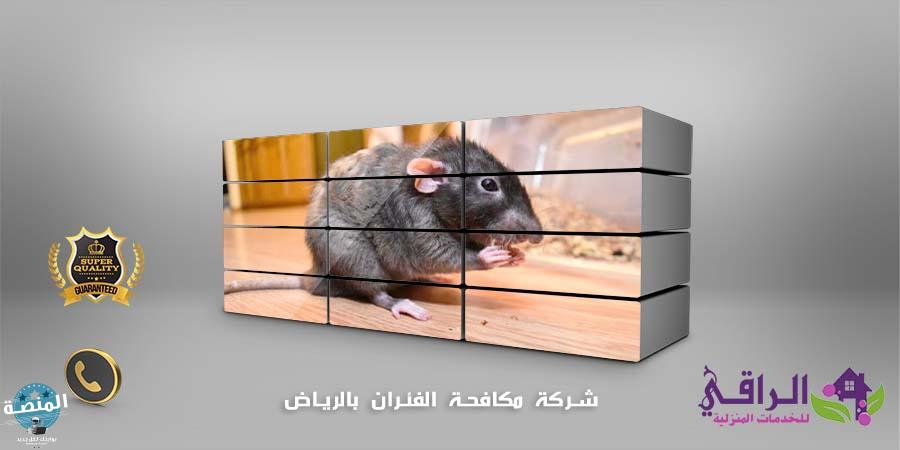 شركة مكافحة الفئران في الرياض بالضمان