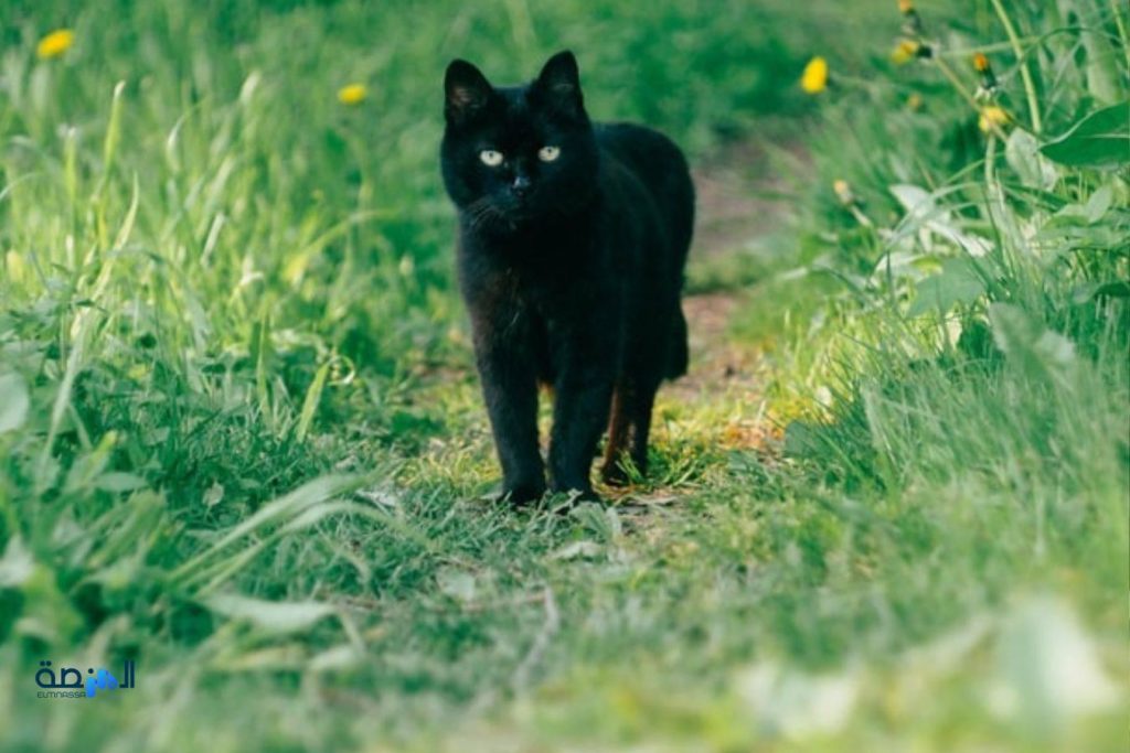 حلم القطة السوداء