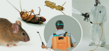 شركة الشاطر الدولية لمكافحة ورش الحشرات بالكويت