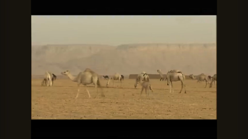 الثروة الحيوانية في وادي الدواسر